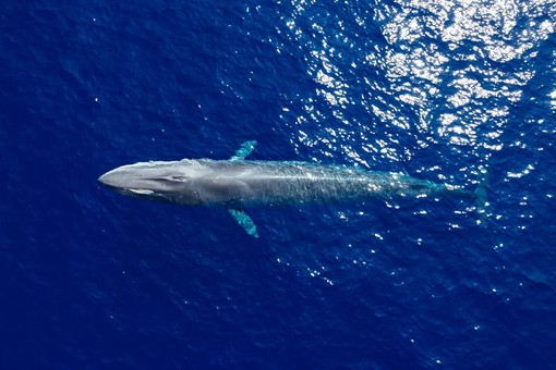 "Profondo Blu", a Ceriale la biologa marina Caterina Lanfredi racconta il Santuario dei Cetacei Pelagos