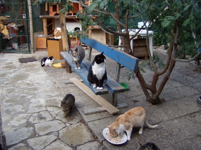 Savona: l'Enpa organizza la prima "Festa del gatto"