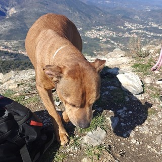 Cane ferito recuperato sul monte Croce: intervento del Soccorso alpino e dei Vigili del fuoco