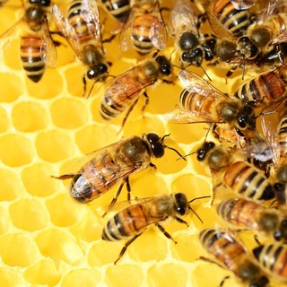 Apicoltura, vicepresidente Piana: “Aperto il bando da 40.000 euro tra interventi in apiario e aggiornamento”