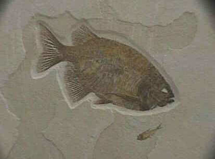 Altare: il Laboratorio dei Fossili sarà ospitato al Turin International Mineral Show