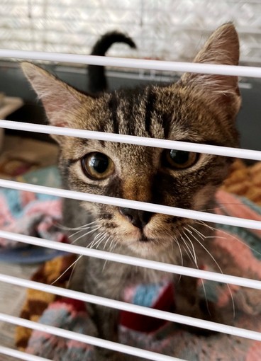 Un appello da ENPA Savona per adottare "Piccolo"