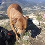 Cane ferito recuperato sul monte Croce: intervento del Soccorso alpino e dei Vigili del fuoco Cane ferito recuperato sul monte Croce: intervento del Soccorso alpino e dei Vigili del fuoco