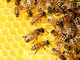 Cia Agricoltori: &quot;Ora servono sostegni e risarcimenti&quot;. La disastrosa stagione dell'apicoltura si fa sentire