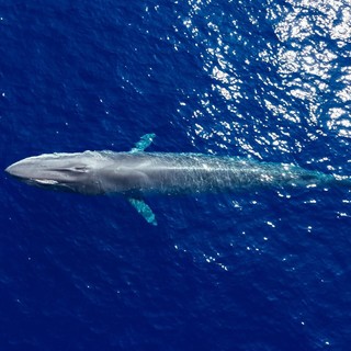 "Profondo Blu", a Ceriale la biologa marina Caterina Lanfredi racconta il Santuario dei Cetacei Pelagos