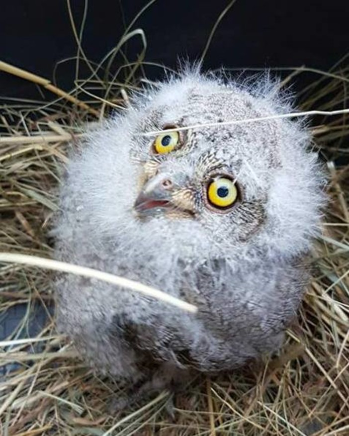 Attenzione ai piccoli di civetta che cadono dal nido