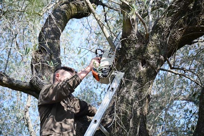 Abbruciamento dei residui di potature d'ulivo: deroga sui tempi per le aziende olivicole