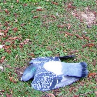 Avvelenamento di animali a Bardino Nuovo