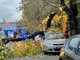 Savona, albero cade in via XX Settembre: problemi al traffico (FOTO)