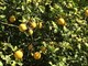 Savona, &quot;Mare di Agrumi: vitamine per l'agricoltura e il turismo&quot;