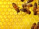 Anno amaro per il miele: in Liguria produzione zero