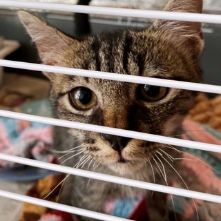 Un appello da ENPA Savona per adottare "Piccolo"