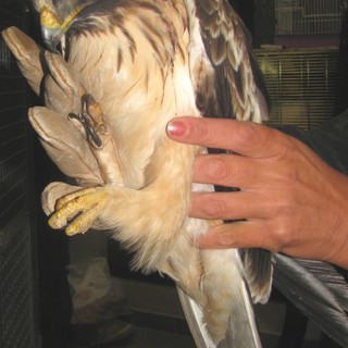 Bracconaggio nell'albenganese: uccisa un'aquila minore