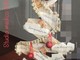 Ceriale premia gli alberi di Natale più belli