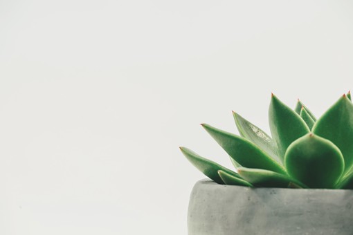 Agricoltura e sostenibilità in casa: caratteristiche e benefici della Garden Therapy Agricoltura e sostenibilità in casa: caratteristiche e benefici della Garden Therapy