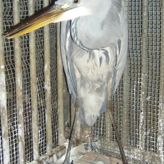 Enpa, un airone in piazza Duomo a Savona