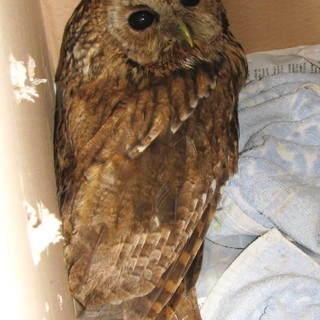 Finale Ligure, allocco si incastra nel camino di una casa: soccorso dall'Enpa