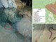 Borgio Verezzi, anguilla avvistata nella Grotta di Valdemino: un rifugio nascosto per una specie a rischio