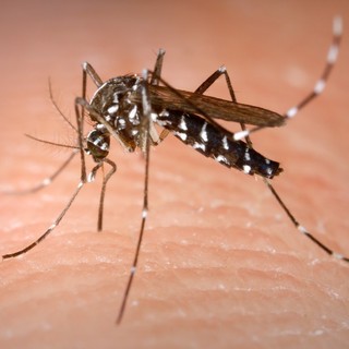 Zanzare pericolose, 4 trappole nel Savonese per monitorarle: a caccia della &quot;Coreana&quot;