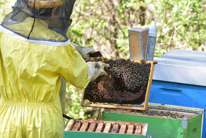 Concorso Mieli dei Parchi di Liguria 2019: nel Parco del Beigua la giornata finale Concorso Mieli dei Parchi di Liguria 2019: nel Parco del Beigua la giornata finale
