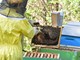 Concorso Mieli dei Parchi di Liguria 2019: nel Parco del Beigua la giornata finale Concorso Mieli dei Parchi di Liguria 2019: nel Parco del Beigua la giornata finale
