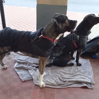 Albissola, una raccolta fondi per aiutare il proprietario di Rex: "Facciamo emergere il bene, non il male"