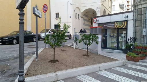 Savona, piante di chinotto nell'aiuola via Schienacoste/via Paleocapa Savona, piante di chinotto nell'aiuola via Schienacoste/via Paleocapa