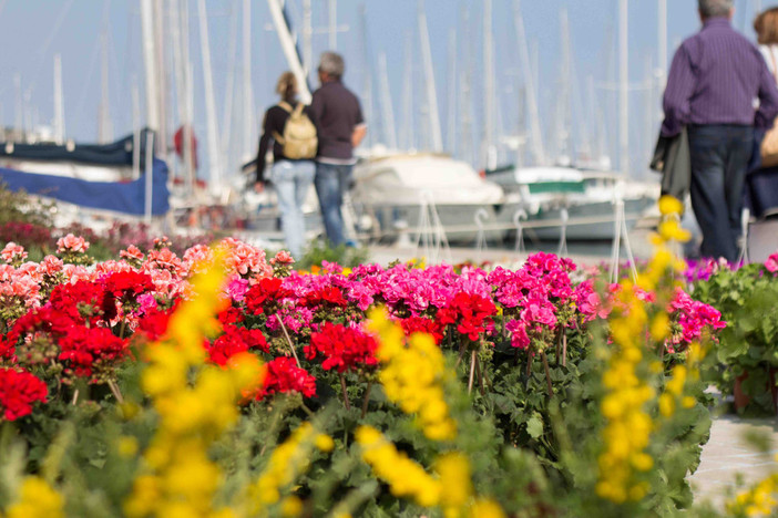 Ad Imperia nel weekend torna "Aregai in Fiore" Ad Imperia nel weekend torna "Aregai in Fiore"