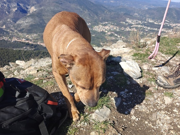 Cane ferito recuperato sul monte Croce: intervento del Soccorso alpino e dei Vigili del fuoco Cane ferito recuperato sul monte Croce: intervento del Soccorso alpino e dei Vigili del fuoco