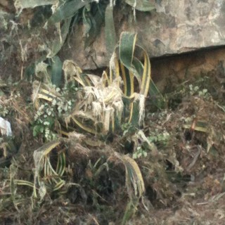 Andora, scempio di agavi e siepi della flora marittima sull'Aurelia Andora, scempio di agavi e siepi della flora marittima sull'Aurelia