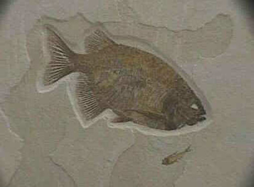 Altare: il Laboratorio dei Fossili sarà ospitato al Turin International Mineral Show