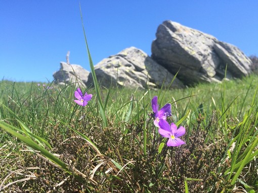 Settimana Europea dei Geoparchi: al via il programma delle iniziative del Beigua Geopark Settimana Europea dei Geoparchi: al via il programma delle iniziative del Beigua Geopark