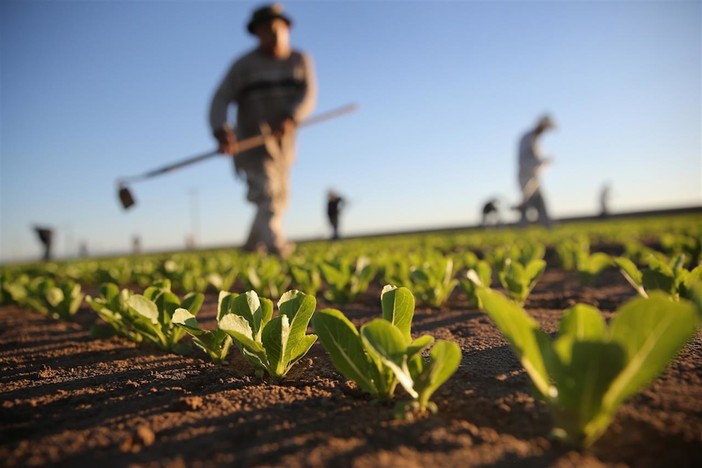 Giovani agricoltori, da Regione Liguria quasi 5 milioni di euro per le nuove imprese: premio fino a 35mila euro Giovani agricoltori, da Regione Liguria quasi 5 milioni di euro per le nuove imprese: premio fino a 35mila euro