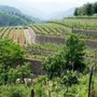 Regione Liguria approva il primo elenco delle imprese agricole ammesse ai contributi previsti dal Fondo di Solidarietà Nazionale Regione Liguria approva il primo elenco delle imprese agricole ammesse ai contributi previsti dal Fondo di Solidarietà Nazionale