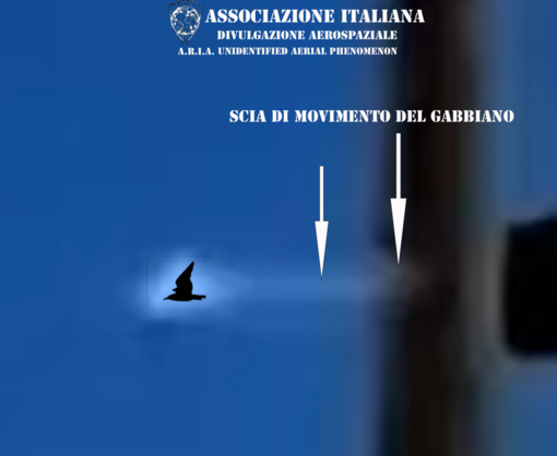 A.R.I.A. smentisce l'avvistamento UFO a Genova: "Era un gabbiano" (FOTO)