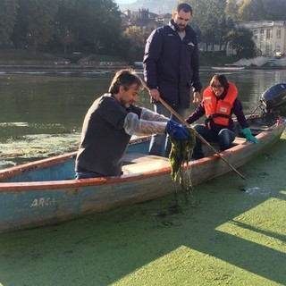 Dalla Liguria al Po per annientare l'alga tropicale