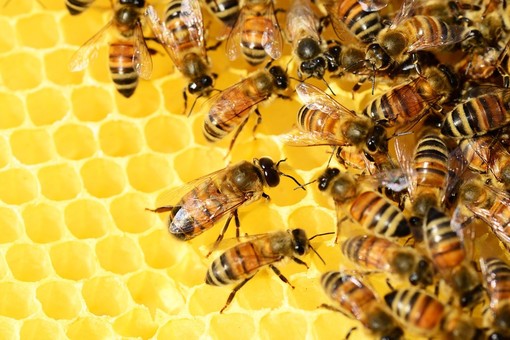 Cia Agricoltori: &quot;Ora servono sostegni e risarcimenti&quot;. La disastrosa stagione dell'apicoltura si fa sentire