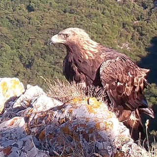 L'aquila reale fa capolino nel Finalese (foto di Antonio Narice) L'aquila reale fa capolino nel Finalese (foto di Antonio Narice)