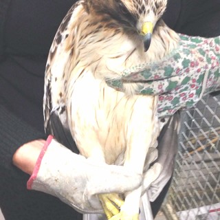 Raro esemplare di aquila minore soccorso a Millesimo