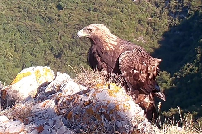 L'aquila reale fa capolino nel Finalese (foto di Antonio Narice) L'aquila reale fa capolino nel Finalese (foto di Antonio Narice)