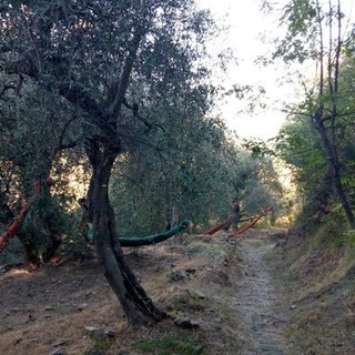 Domenica la "Camminata tra gli olivi" promossa dall’associazione Città dell’Olio