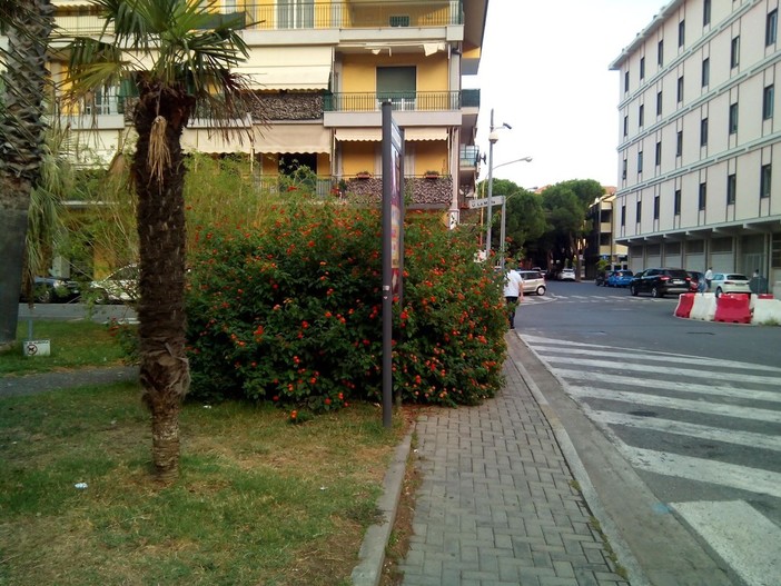 I fiori invadono la “piazza del Mulo” ad Albenga I fiori invadono la “piazza del Mulo” ad Albenga