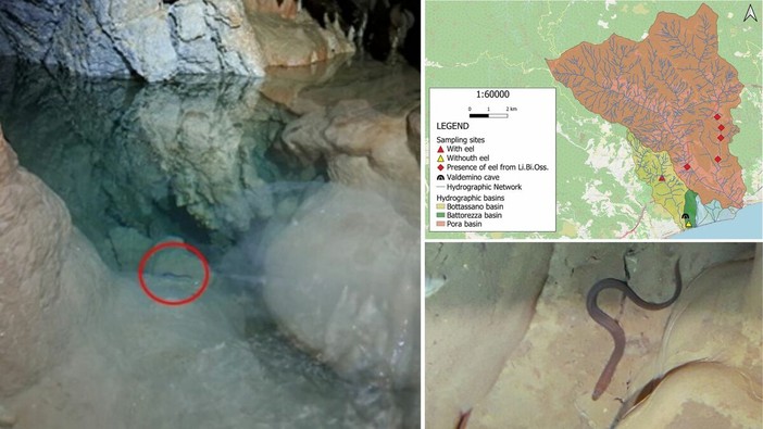 Borgio Verezzi, anguilla avvistata nella Grotta di Valdemino: un rifugio nascosto per una specie a rischio