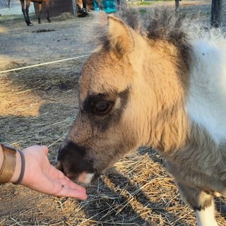 Sassello, tre giorni di festa per aiutare la Pediatria con musica, animali e solidarietà