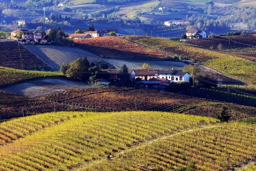 Vuoi organizzare una visita con degustazione in cantina? L’azienda agricola Ivaldi riapre le porte ai visitatori