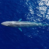 "Profondo Blu", a Ceriale la biologa marina Caterina Lanfredi racconta il Santuario dei Cetacei Pelagos