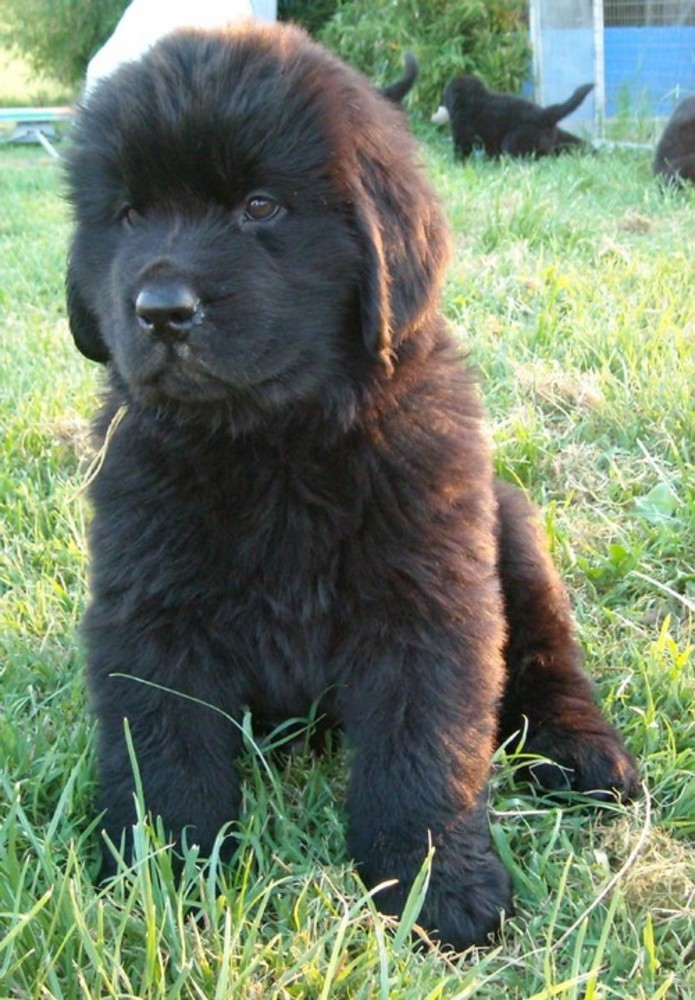 Cane affetto del morbo di cushing: appello del canile di Finale per trovare il farmaco Cane affetto del morbo di cushing: appello del canile di Finale per trovare il farmaco