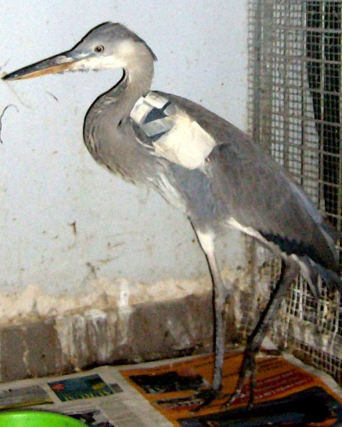 L'airone ferito L'airone ferito