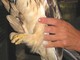 Bracconaggio nell'albenganese: uccisa un'aquila minore