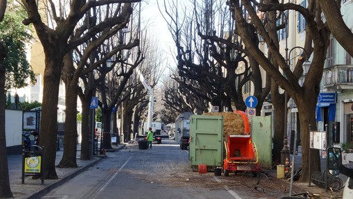 Potatura degli alberi sul Viale, ma quanto ci vuole? Potatura degli alberi sul Viale, ma quanto ci vuole?